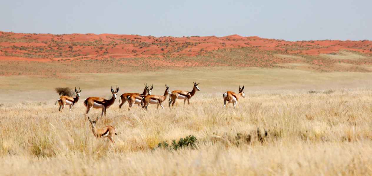 Spring buck in the south of Namibia