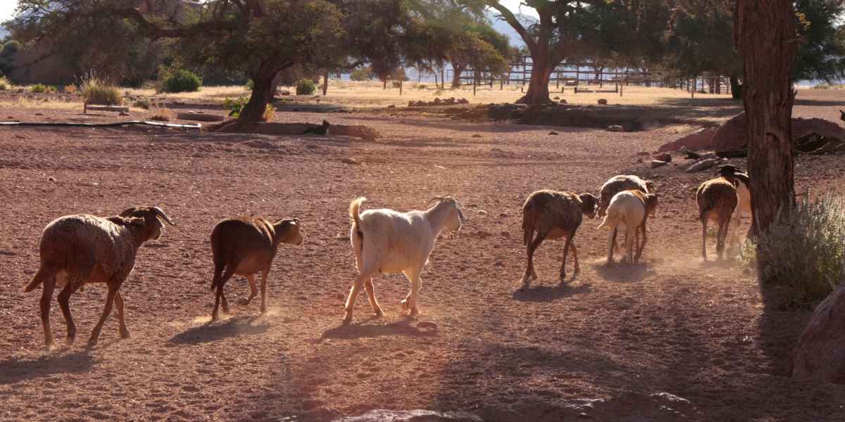 Schafsfarmen im Biosphärenreservat Namtib