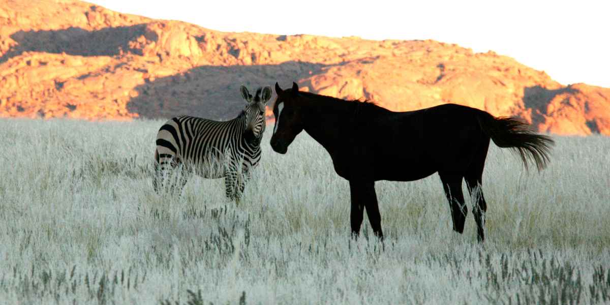 Zebra und Pferd