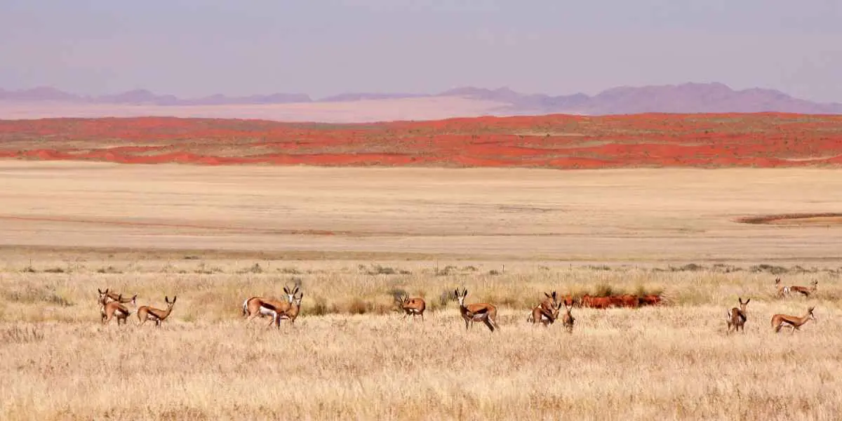 Spring buck herd during dry season