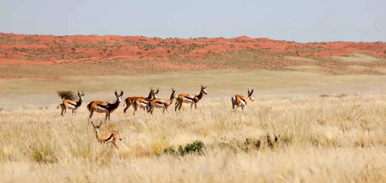 Springbock im Süden Namibias
